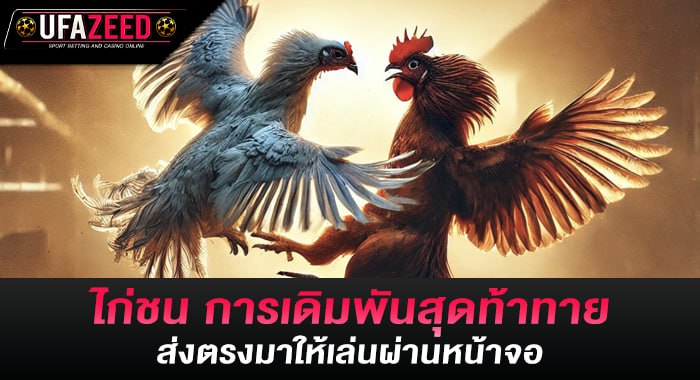 ไก่ชน การเดิมพันสุดท้าทาย ส่งตรงมาให้เล่นผ่านหน้าจอ