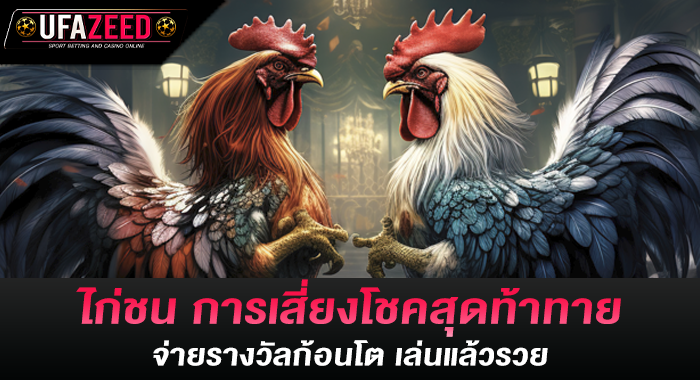 ไก่ชน การเสี่ยงโชคสุดท้าทาย จ่ายรางวัลก้อนโต เล่นแล้วรวย